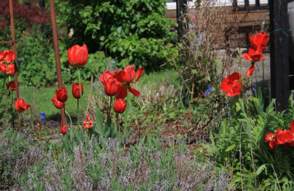 Uhm tulipaner helt i rødt... så smukke