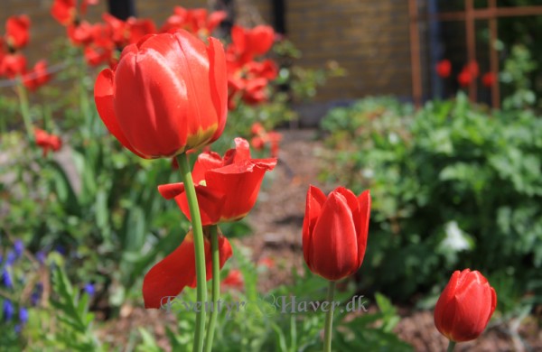 Smukke og dejlige glade røde tulipaner.