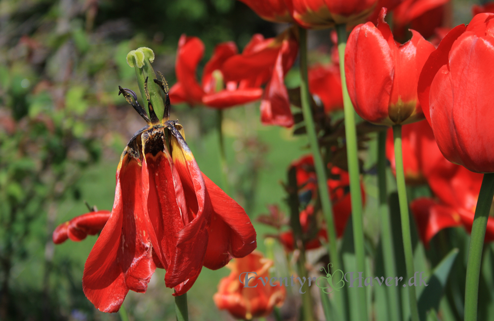 Røde tulipaner - appeldorn i smukt forfald