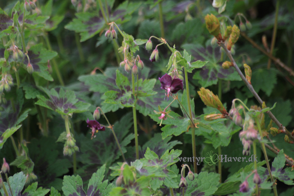 Geranium Phaeum skvalderkålens overmand