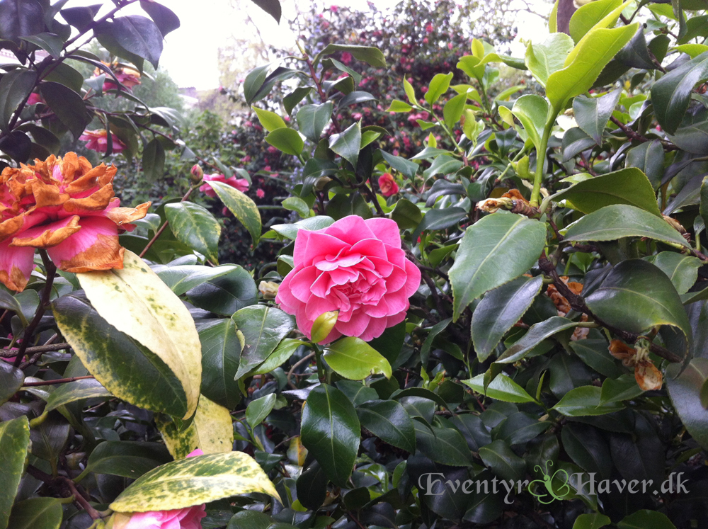 blomst london