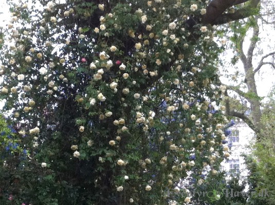 Skøn klatrende rose i en oase i London