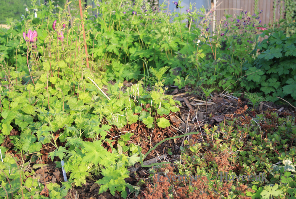 Blå ridderspore bliver en fin kontrast til alle de flotte stolte kavelerer, skønne sommerblomster