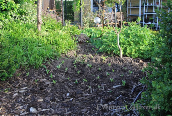 Små frøplanter af zinnia, sat så der er masser at plukke af til buketter