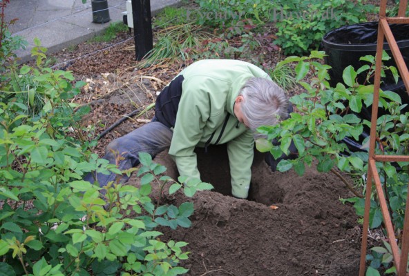 kugletidslen Echinops Ritro