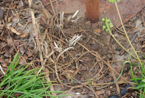 kugletidslen Echinops Ritro