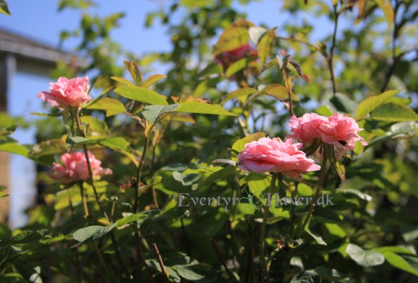Engelsk rose Mayflower - den 1. til at blomstre i haven i år