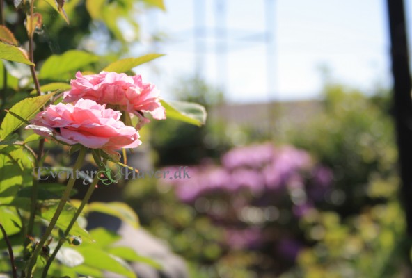 Den engelske rose mayflower blomstre om kap med Rhododendron