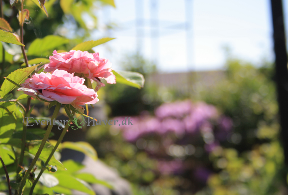 Rosen mayflower blomstre om kap med Rhododendron