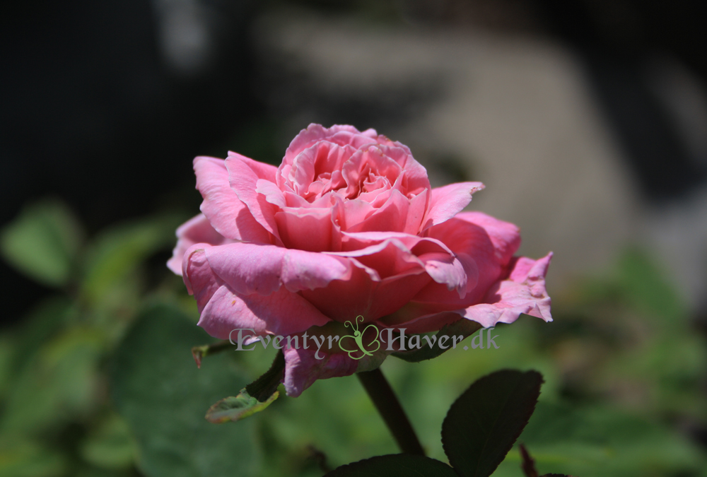 Mayflower rosen fra David Austin roser,.