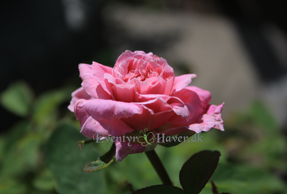 Mayflower rosen fra David Austin roser,.