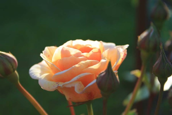 Skøn orange engelsk rose