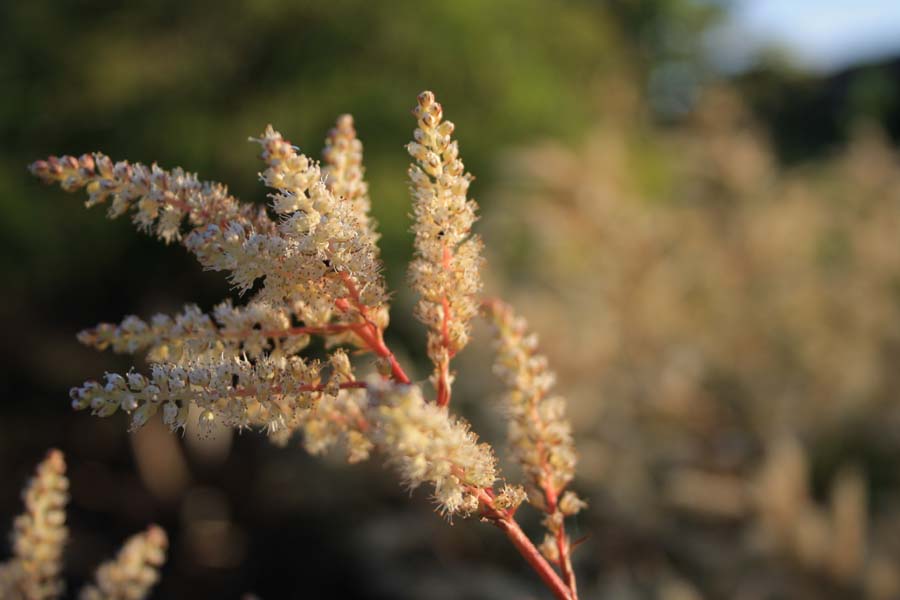 koreansk-fjerbusk-Aruncus-aethusifolius