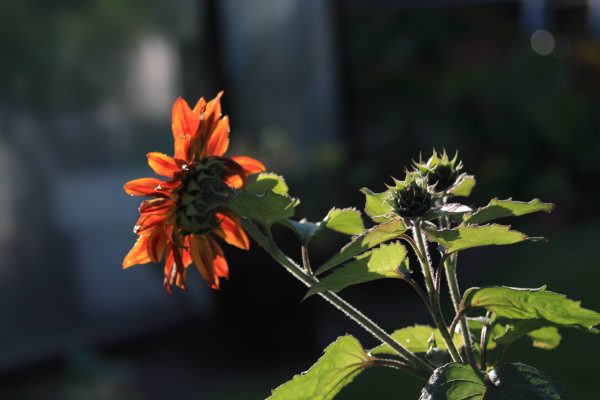 Knib dine solsikker og få flere blomster fra samme base