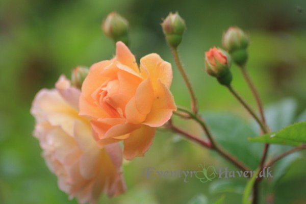 Rosen Ghislaine de Filigonde, en rose til drømmehaven