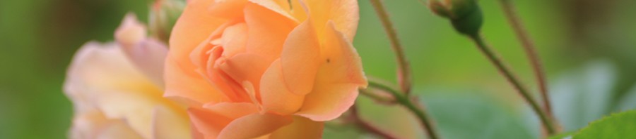 Rosen Ghislaine de Filigonde, en rose til drømmehaven