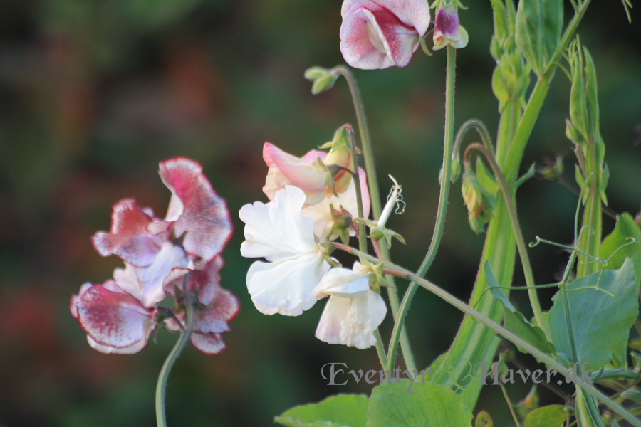 ærteblomster harlekin - Lathyrus