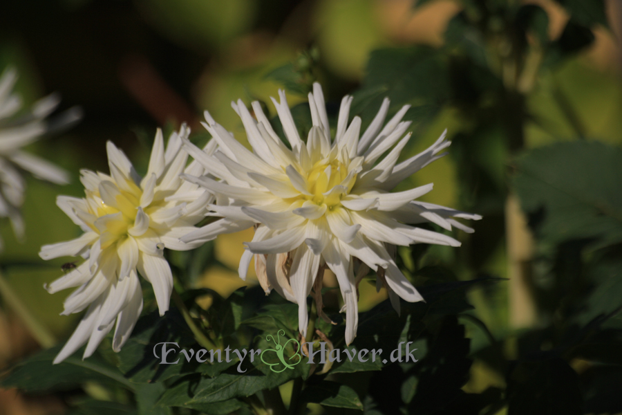 Smukke hvide dahlia i oktoberhaven