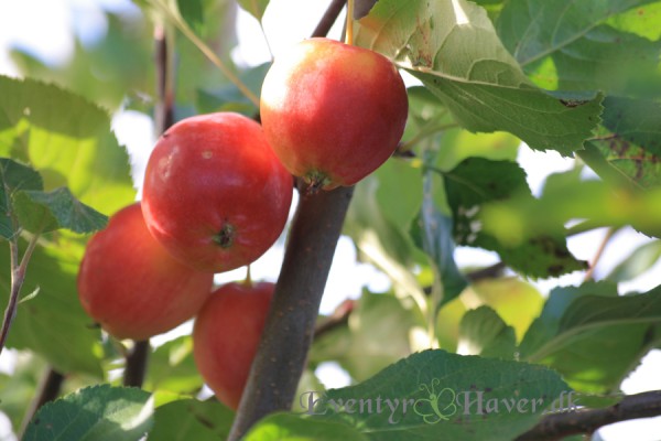 Eventyr Havers fine paradis æbler