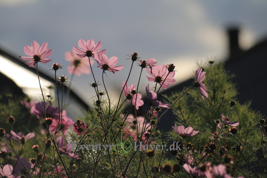 Cosmos bipinnatus sensation - stoltkavaler