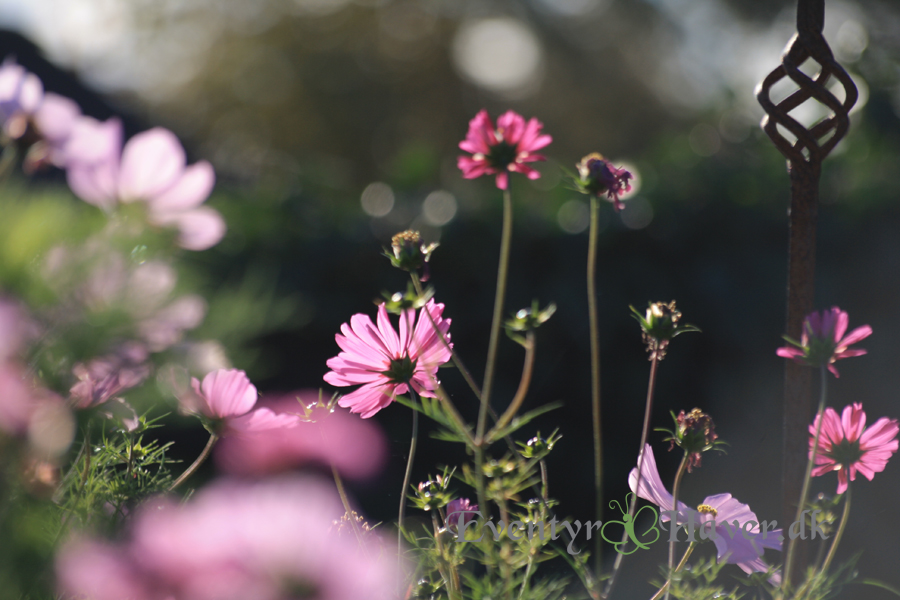 stolt-kavaler-Cosmos-bipinnatus-sensation-110