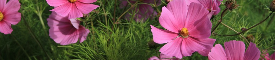 Så er der plantet sommerblomster en masse