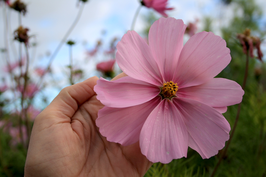 stolt-kavaler-Cosmos-bipinnatus-sensation-112