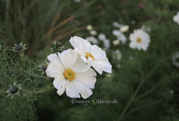 Hvid stolte kavaler - cosmos bipinnantus