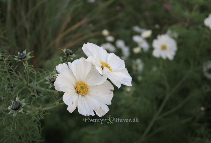 Hvid stolte kavaler - cosmos bipinnantus