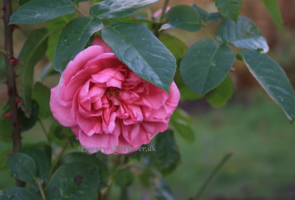 Rosenskønhed Gertrud Jekyll - med den smukke dybe pink farve