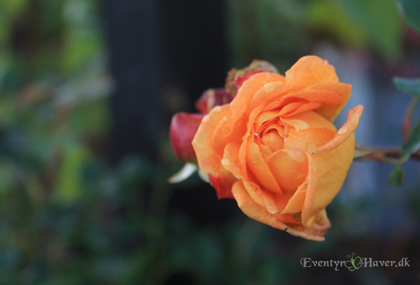 Lady of Shalott rose - en engelsk rosen skønhed 
