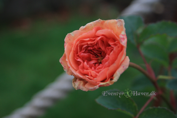 Port-sunlight-rose