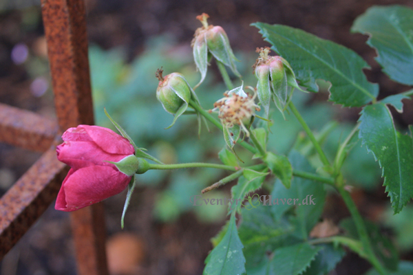 Rosenskønhed Rhapsody en Blue rose - smuk mørk lille buketrose