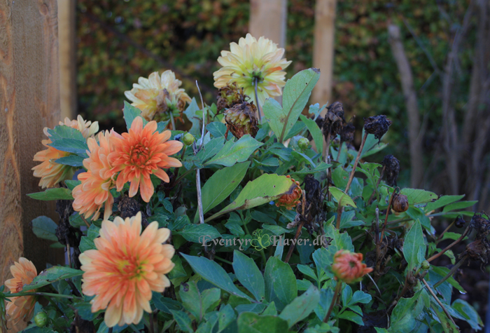 De sidste dahlia - georginer for i år