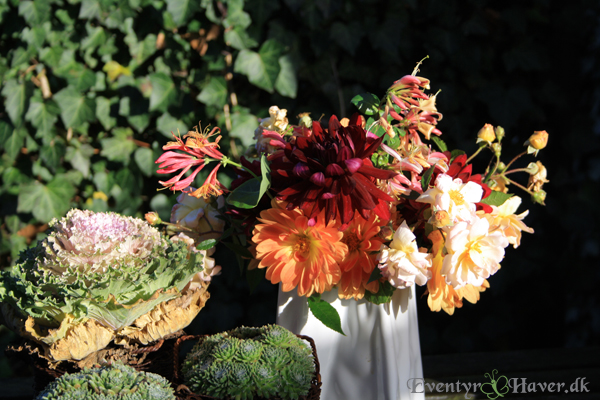 Dahlia og roser i november