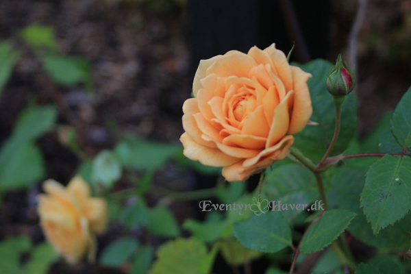 Grace - engelsk rose fra David Austin