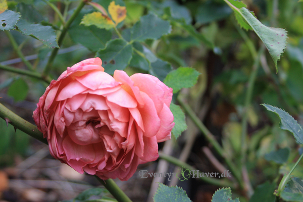 Jubilee Celebration rose en engelsk rose fra David Austin