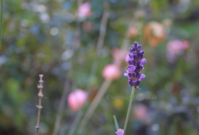 lavendula hidcote blue- lavenel