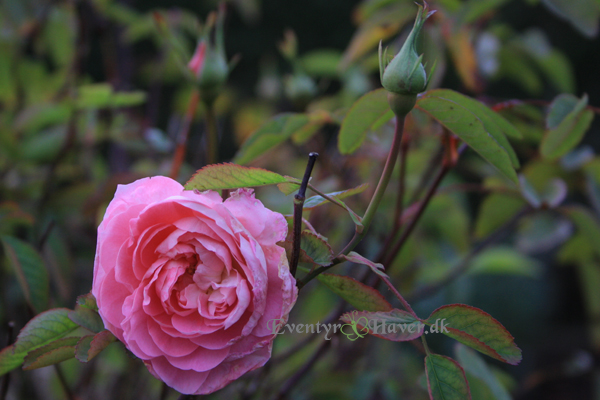 Rosenskønhed The Myflower Rose - en engelsk roes fra david Austin roser