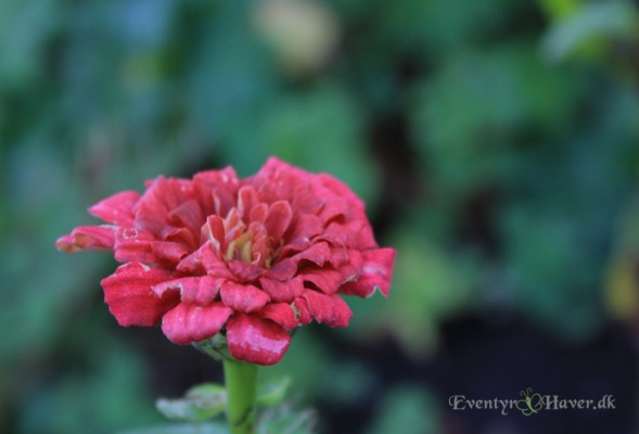 zinnia sommerblomst i november
