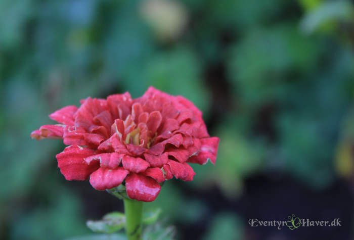 zinnia sommerblomst i november