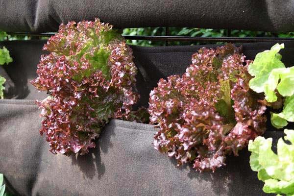 Woolly pockets med flot salat som virkelig har trivedes i vores vertikale have i år