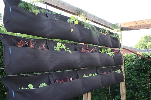 Woolly pockets plantelommer og vertikale have, som det så ud lige efter plantning