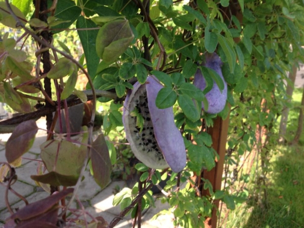 Frugt på (Akebia quinata) 
