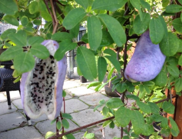 frugt på (Akebia quinata) her ses kød og kerner tydeligt