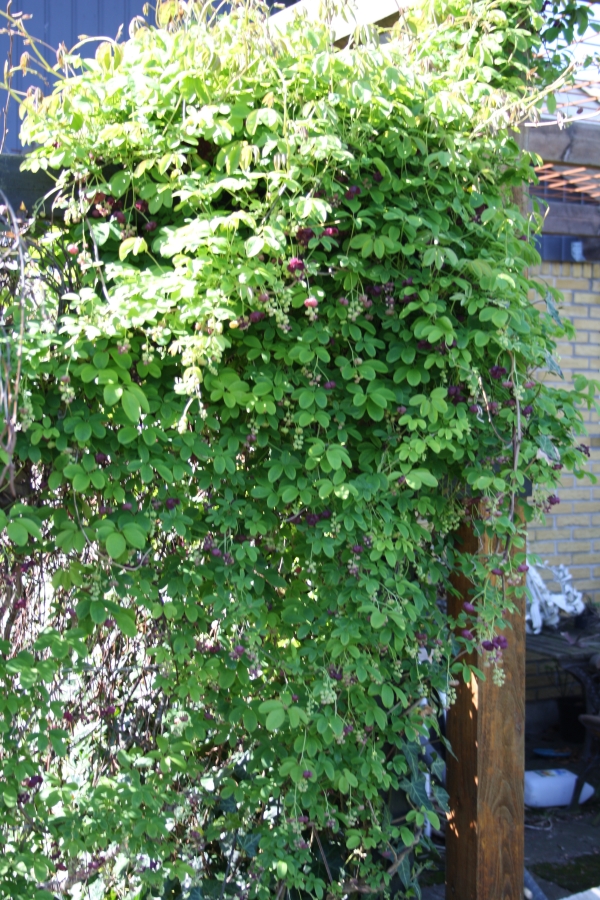 Femfingret Acebia (Akebia quinata) slyngplante med lianer vokser sig stor 