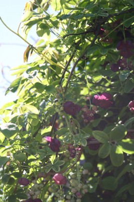 Akebia quinata bliver en meget stor og smuk slyngplante