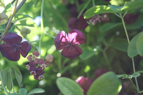 Akebia-quinata-slyngplante-6