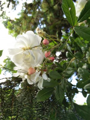 Rose Helenae Lykkefund - en rambler rose eller om du vil en klatrerose