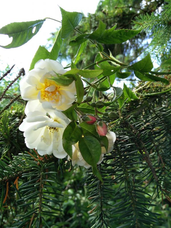 Rose Helenae Lykkefund